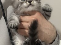 Evden Eşsiz Show Kalite British Shorthair Yavrular