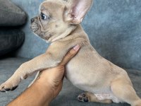 RENKLİ GÖZ BLUE FAWN MERLE EXOTİC FRENCH BULLDOG BEBEK