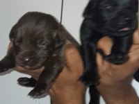 Labrador cinsi yavrular