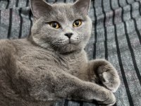 9 Aylık Dişi British Kısırlaştırılmamış