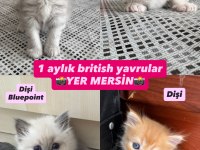 British Yavrular 1 Aylık (2 Dişi 2 Erkek)