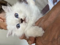 British longhair erkek yavru