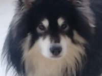 Alaska Malamute 2 Yaşındaki Oğluma Eş Arıyorum