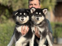 Safkan Alaskan Malamute Yavrularımız