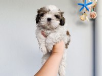 Güzeller güzeli shih tzu bebekler
