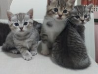 SEVİMLİ SAFKAN BRİTİSH LONGHAİR BEBİŞLERİM