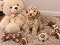Maltipoo bebekler