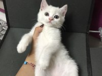 British Yavru Kedi
