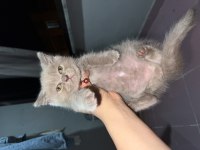 Yavru kardeşler british longhair