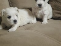 Safkan Maltese Terrier Yavrularım