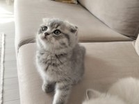 Scottish fold bebek kedimiz