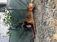 Belçika kurdu ırkının en güzel örneklerini sunuyoruz