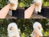 Pomeranian boo yavrular