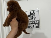 Poodle teacup
