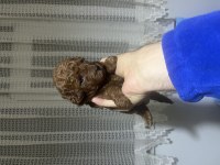 Red brown toy poodle