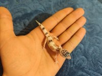 Yavru Leopard Geckolar