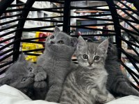 Scottish Ve British Shorthair Erkek Yavrular