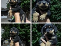 Minigimi sahiplendireceğim rottweiler