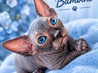 Dwelf, elf, bambino ve normal kanada sfenks yavrular