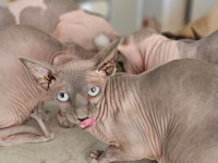 Safkan Sphynx Dişi ve erkek Efsane kediler son 5 adet