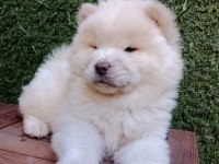 A Kalite Chow Chow Yavrularımız Çin Aslanı