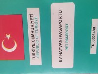 4 AYLIK AŞILARI TAM ÇİP TAKILI PASAPORTLU EĞİTİMLİ POODLE
