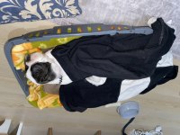4 aylık french bulldog yavru sevgi dolu bir yuva arıyoruz