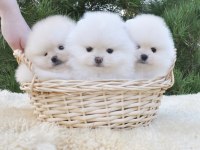 Boo Pomeranian Ayıcık Surat Yavrular 