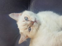 Scottish Blue point cinsi 3 aylık dişi
