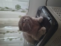 Safkan Scottish Fold Orjinal