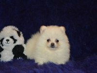 Pomeranian boo kızımız