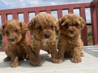 Muhteşem Maltipoo
