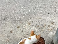 HEM UYSAL HEMDE OYUNCU SARMAN KEDİMİZ MAVİŞ