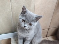 Scottish Fold dişi ve British Short Hair erkek