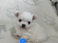 Çiftlik Üretimi Değil Pomeranian Bebeklerimiz Yuva Arıyor