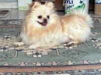 2 Yaşında Dişi Pomeranian Doğum Tecrübeli
