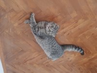 güzel kızımızı vermek zorundayım scottish fold
