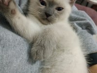 2 aylık British Shorthair Erkek Bebekler