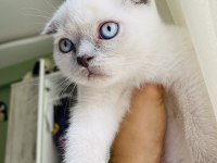 scottish blue point erkek
