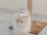 EŞLEME/SAHİPLENME ORİJİNAL SAF IRK BİR BABA KEDİMİZ