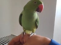 Erkek full evcil pakistan papağanı