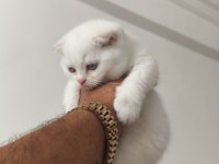 2 aylık kedilerimiz sahiplendirilecektir