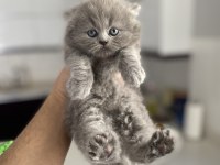 British shorthair ve longhair kediler
