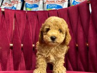 MALTİPOO YAVRULAR
