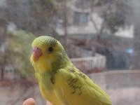 ÖĞRETMENDEN EVDE BESLENEN YAVRU MUHABBET KUŞLARI
