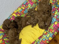 Teacup Toy Poodle