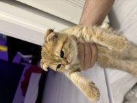 Turuncu Scottish Fold