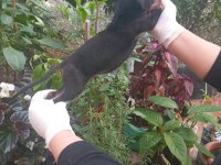 SAFKAN DOBERMAN KÖPEĞİ YAVRULARIMIZ