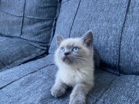 British Shorthair Blue Point Bebekler