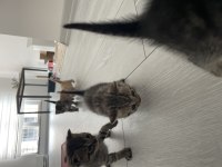 British shorthair annemizin yavruları oldu Erkek-dişi